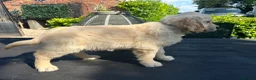 Golden Retriever dogs for sale: Beautiful litter of golden retrievers available  - Advert 1