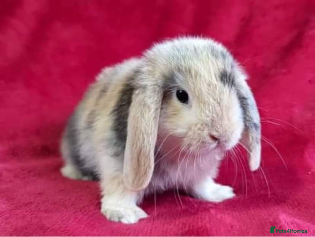 Mini Lop rabbits for sale: BEAUTIFUL MINI LOP BUNNIES - PEDIGREE  - Advert 8
