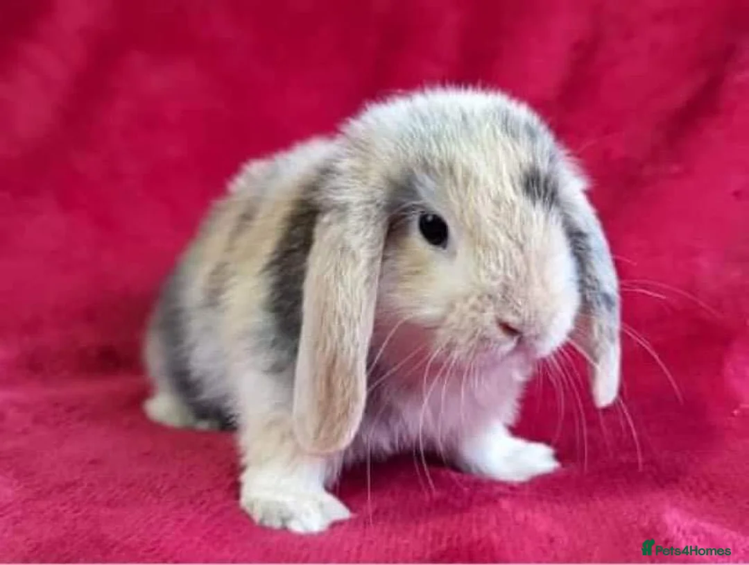 Mini Lop rabbits for sale: BEAUTIFUL MINI LOP BUNNIES - PEDIGREE  - Advert 8