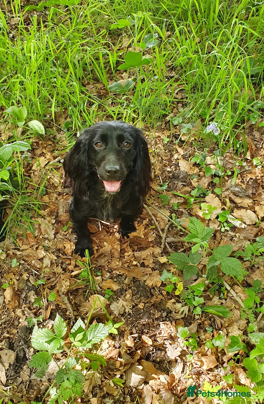 Cocker Spaniel dogs for sale: WORKING COCKER SPANIEL PUPPIES - Advert 8