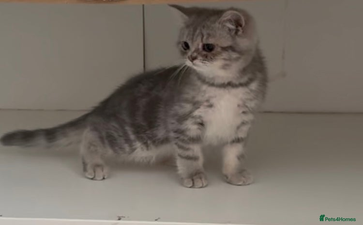 British Shorthair cats - Advert 1