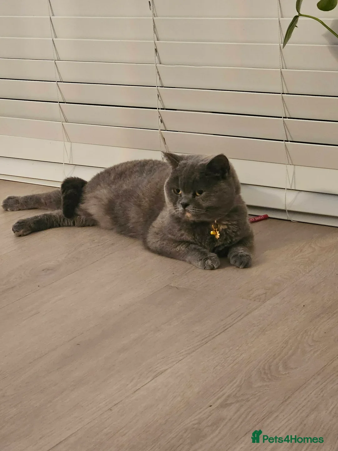 British Shorthair cats for sale: Brittish shorthair queen  - Advert 2
