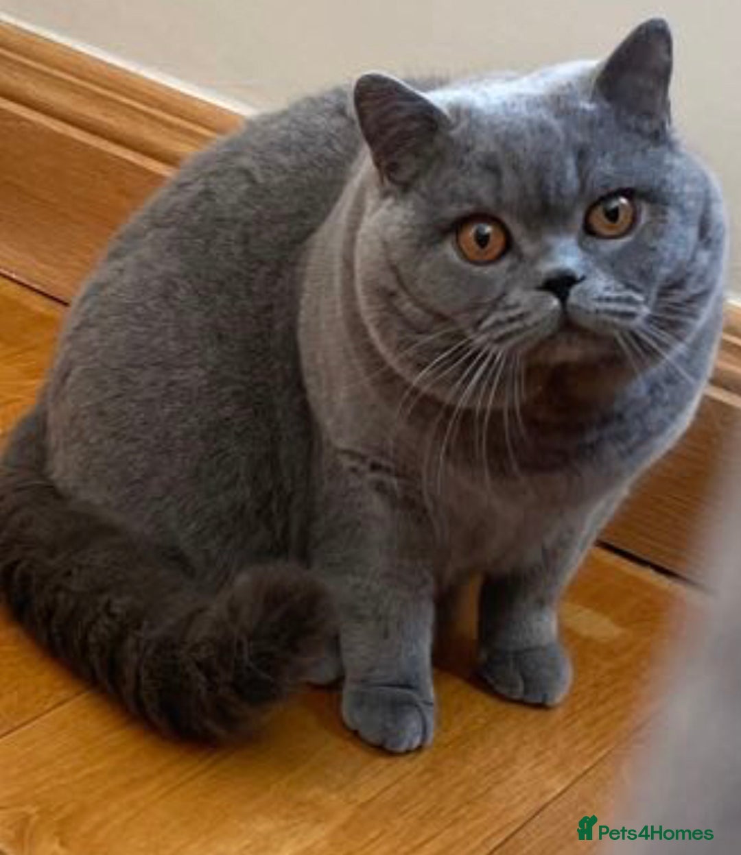 British Shorthair cats for sale: 💙GCCF MALE BSH KITTENS OUTSTANDING CHAMPION LINES - Image 17