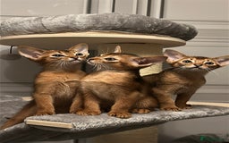 Abyssinian cats for sale: TICA champion line Abyssinian kittens  - Image 34