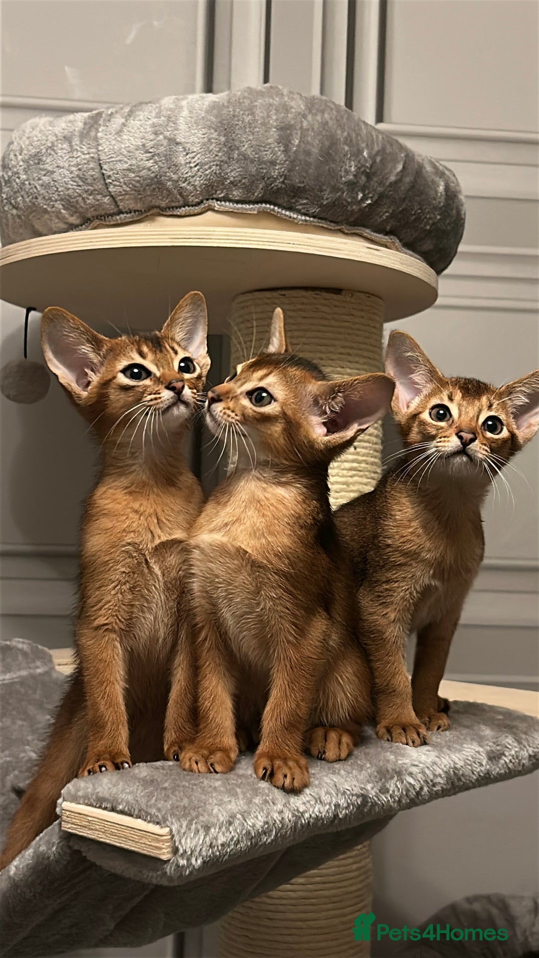 Abyssinian cats for sale: TICA champion line Abyssinian kittens  - Image 34