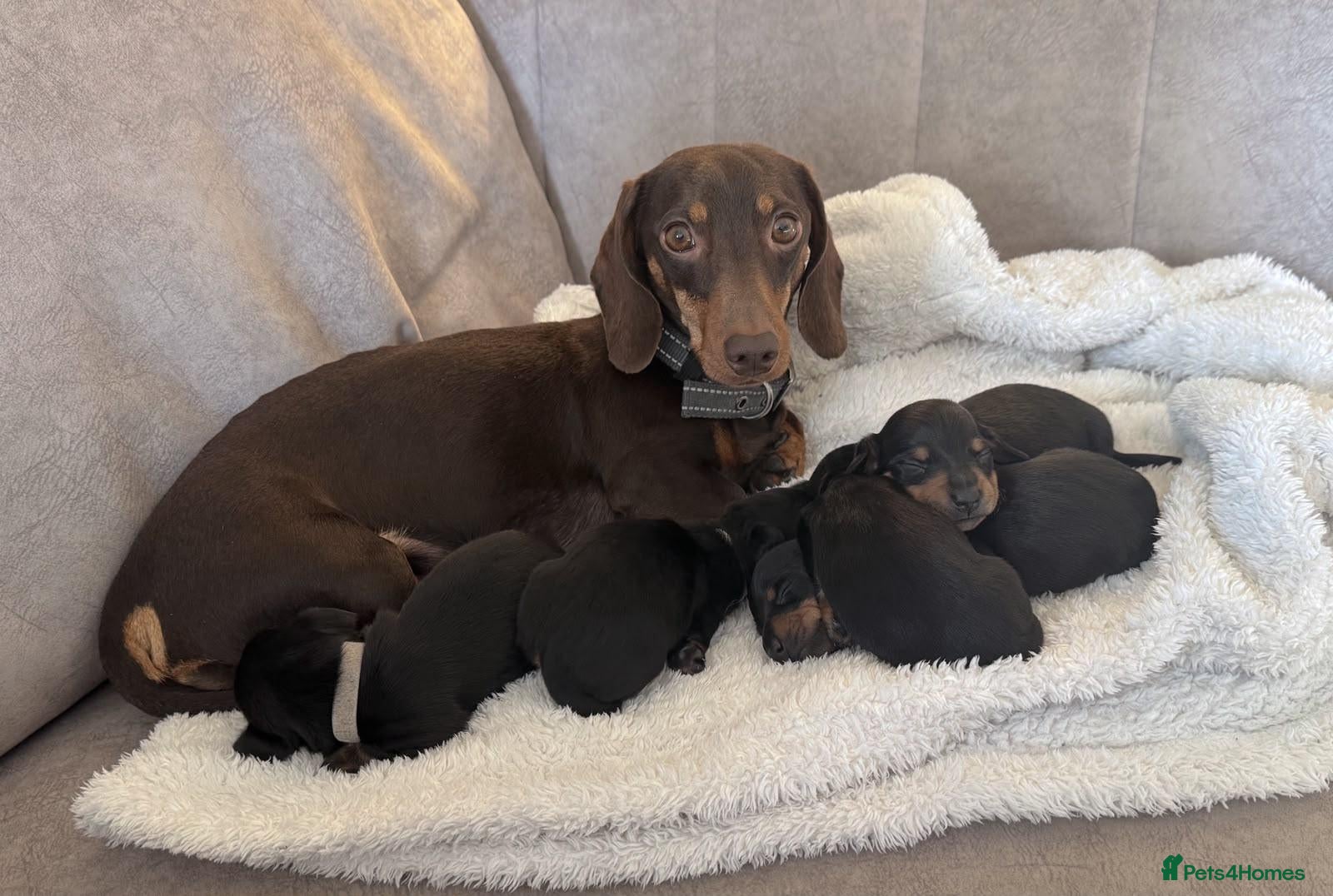 Miniature Dachshund dogs Miniature Smooth-haired dachshund - Advert 1
