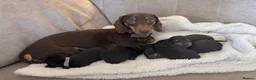 Miniature Dachshund dogs for sale: Miniature Smooth-haired dachshund in Glasgow - Advert 1