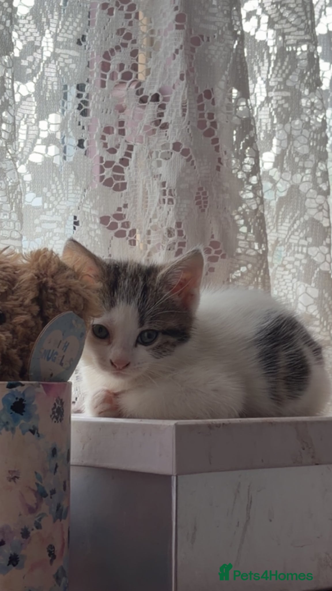 Mixed Breed cats for sale: 5 friendly playful mixed tabby kittens - Advert 23