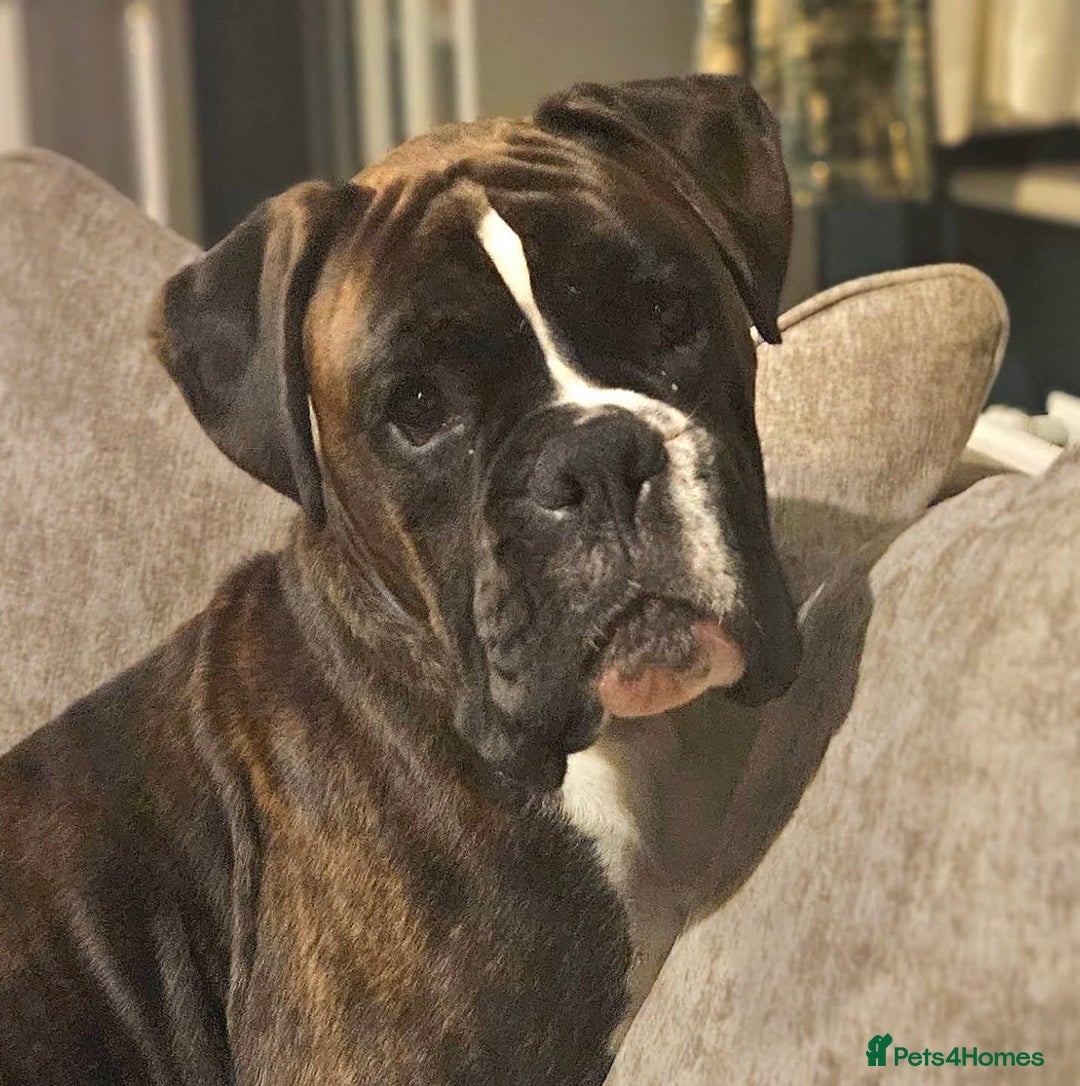 Boxer dogs for sale: 2 year old male boxer - Advert 1