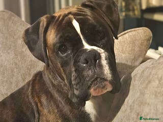 Boxer dogs 2 year old male boxer - Advert 1