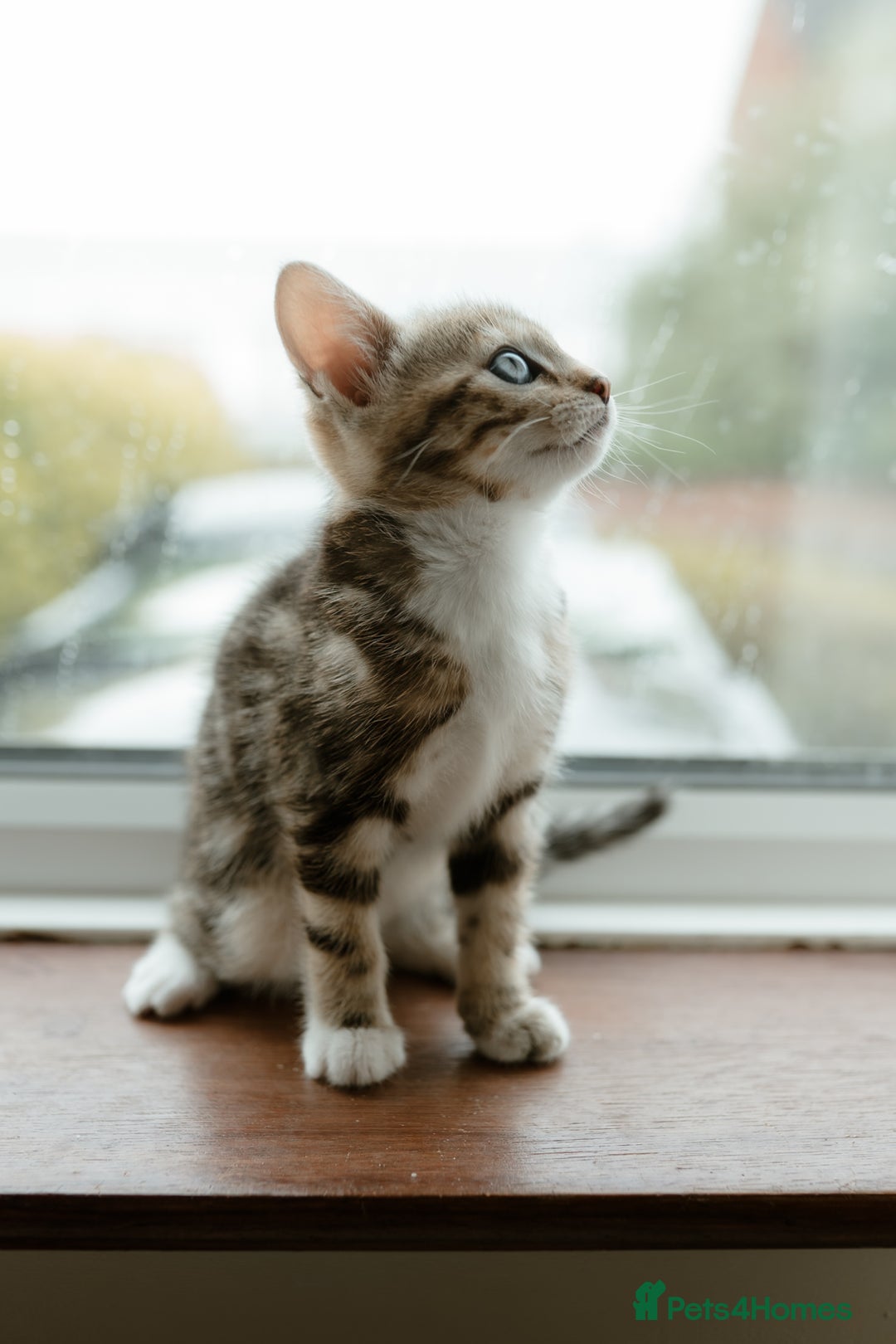 Mixed Breed cats for sale: Last Half Bengal Girl - Image 5