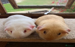 Guinea Pig rodents for sale: Sweet Pair of Baby Guinea Pig Sows - £70 the pair - Image 2