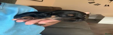 Puppy 7 - Male