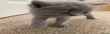 British Shorthair 2