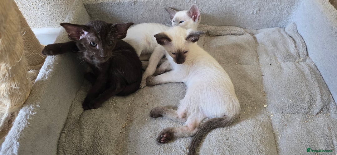 Oriental cats for sale: Oriental kittens  - Image 4