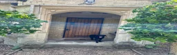 Springador dogs for sale: Female Spingador (Marlie) 10 months  - Advert 7