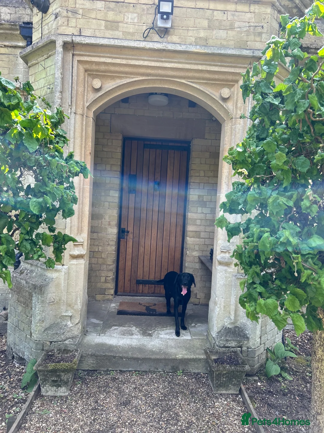 Springador dogs for sale: Female Spingador (Marlie) 10 months  - Advert 7