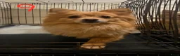 Pomeranian dogs for sale: Adult Dogs Looking for Their Forever  Homes - Advert 2