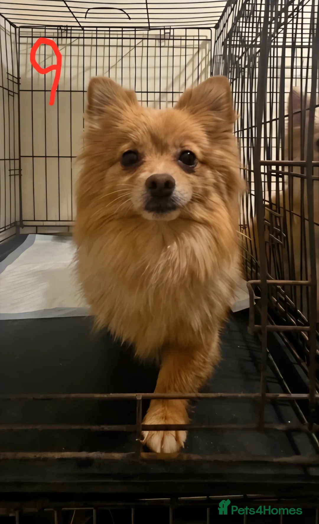 Pomeranian dogs for sale: Adult Dogs Looking for Their Forever  Homes - Advert 2