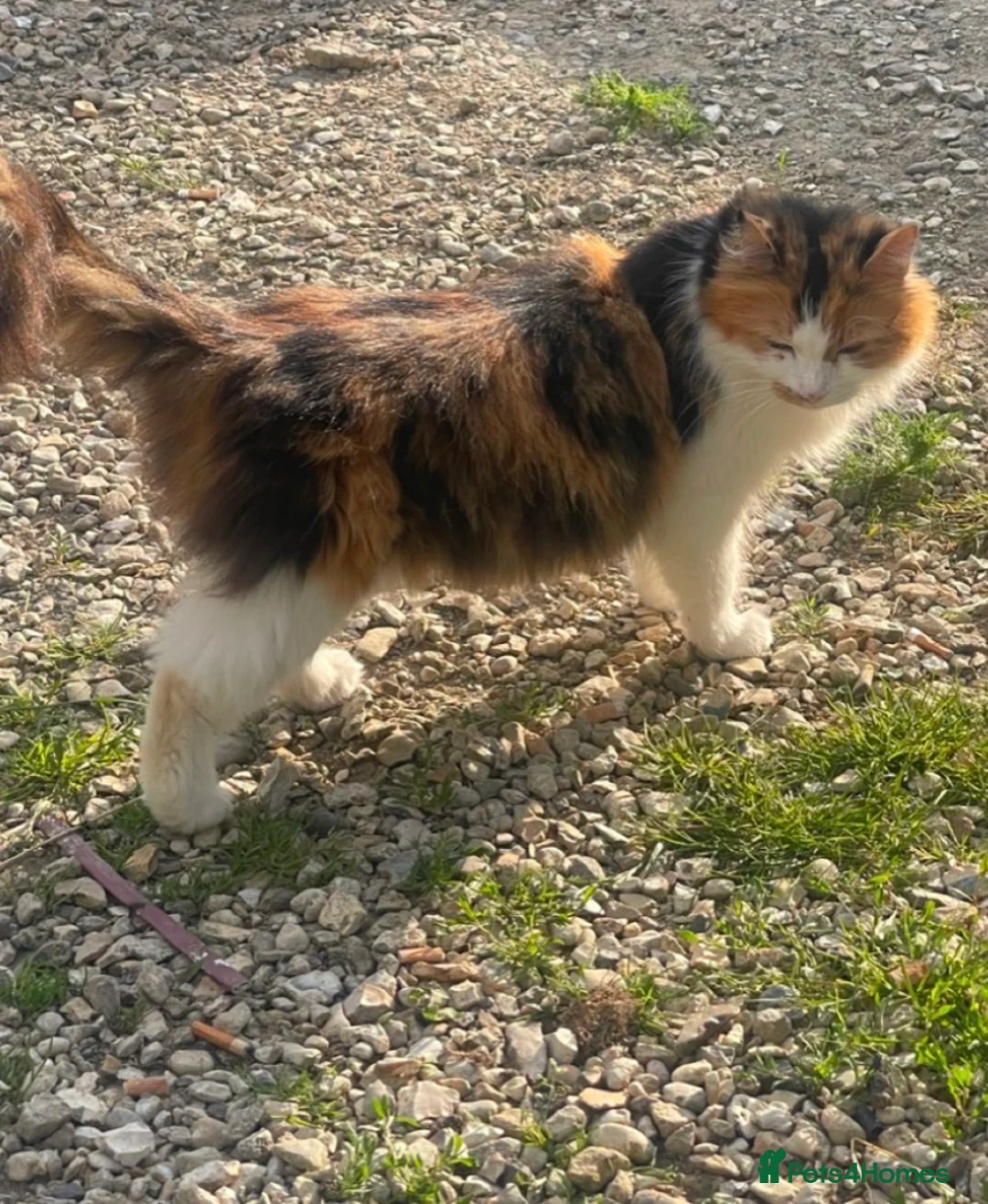 Maine Coon cats for sale: Maine Coon Kittens  in Faringdon - Advert 6