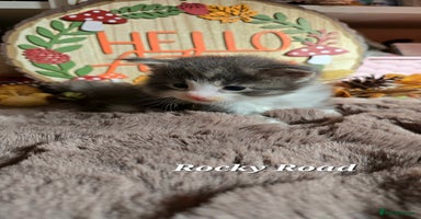 Maine Coon cats - Advert 11