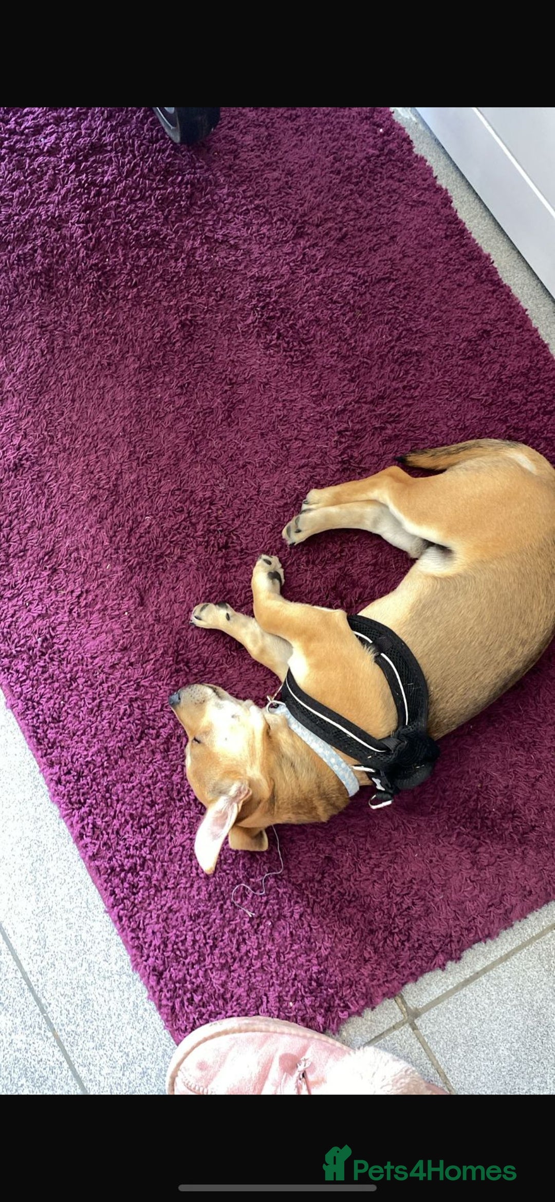 Mixed Breed dogs for sale: Chihuahua x Jack Russell Puppy  - Image 5