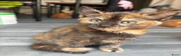 Mixed Breed cats for sale: Adorable Kittens Looking for Loving Homes!  - Advert 18