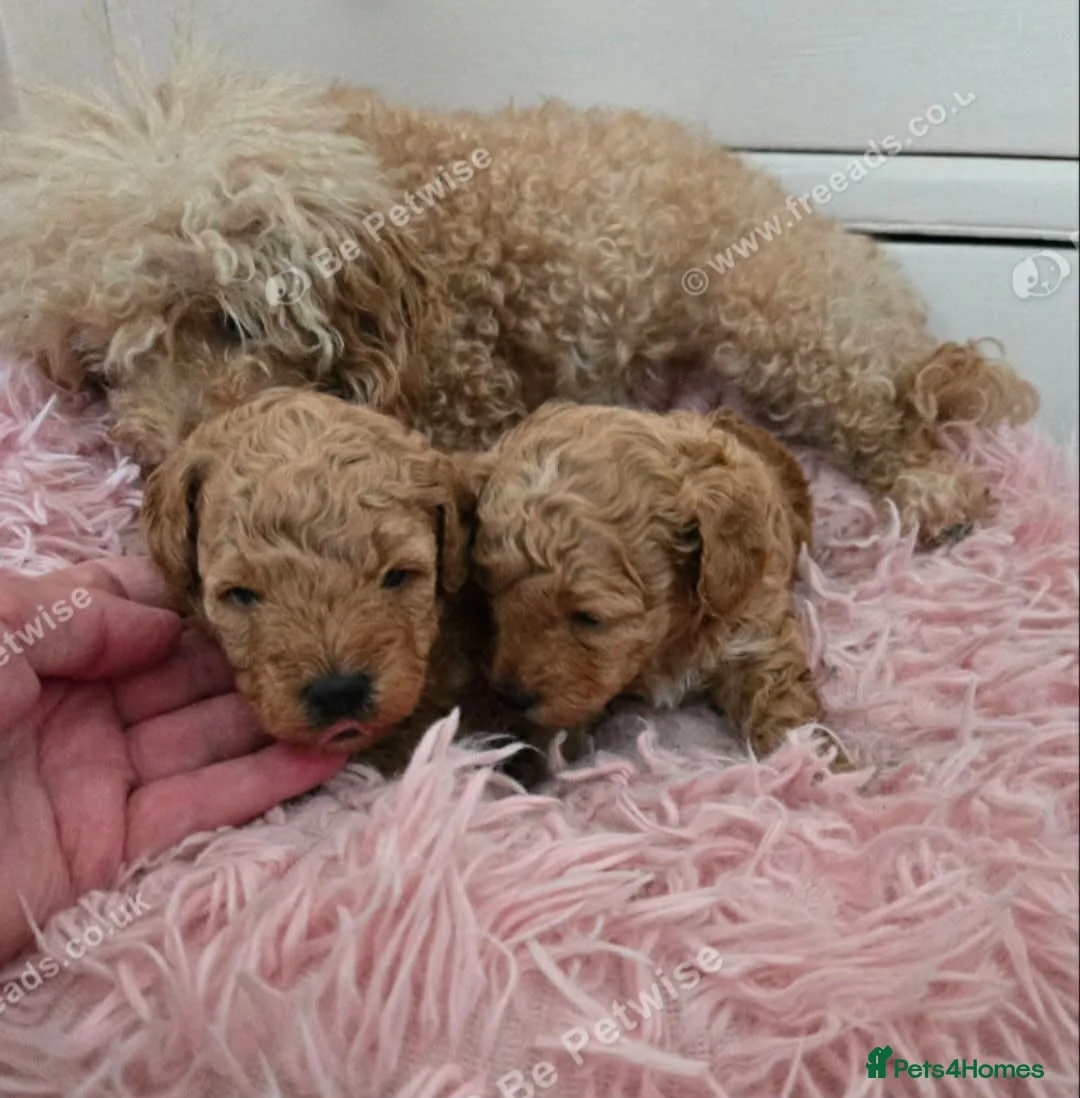 Poochon dogs for sale:  Gorgeous poochon boy puppy - Advert 8