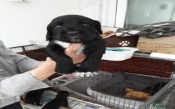 Mixed Breed dogs for sale: Welsh springer/Gordon  Setter Cross breed - Image 2