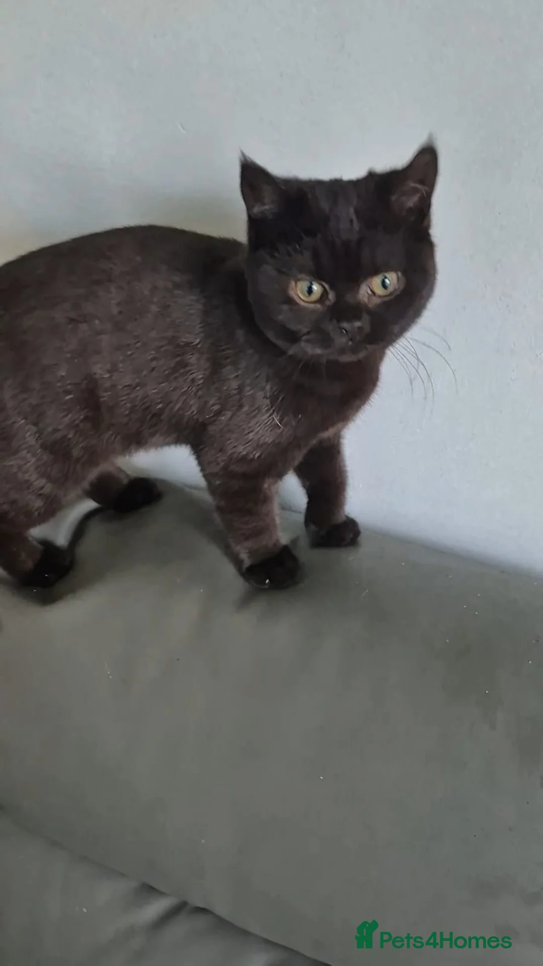 British Shorthair cats for sale: Bsh black girl,*ready to leave* - Advert 7