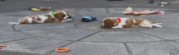 Cavalier King Charles Spaniel dogs for sale: Cavalier King Charles Spaniel Puppies  - Advert 7