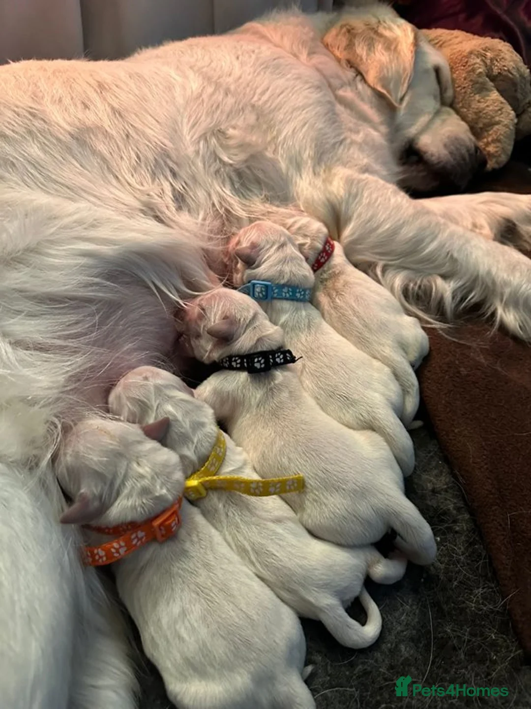 Golden Retriever dogs for stud:   ICT CLEAR Proven Golden Retriever for stud in Manchester - Advert 9