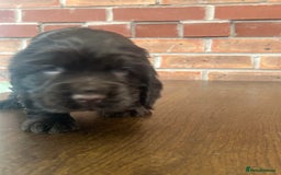 Cocker Spaniel dogs for sale: 🐾🐶 SHOW TYPE COCKER SPANIELS🐶🐾 - Image 10