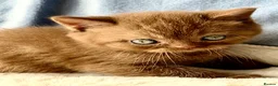 British Shorthair cats for sale: Beautiful pedigree kittens TICA registered  - Advert 17