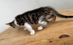 Bengal cats for sale: Mixed Bengal x Tabby - Image 10