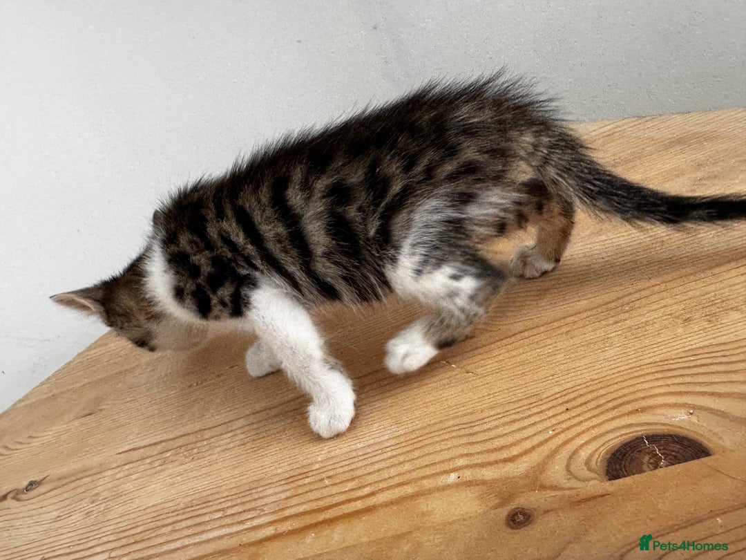 Bengal cats for sale: Mixed Bengal x Tabby - Image 10