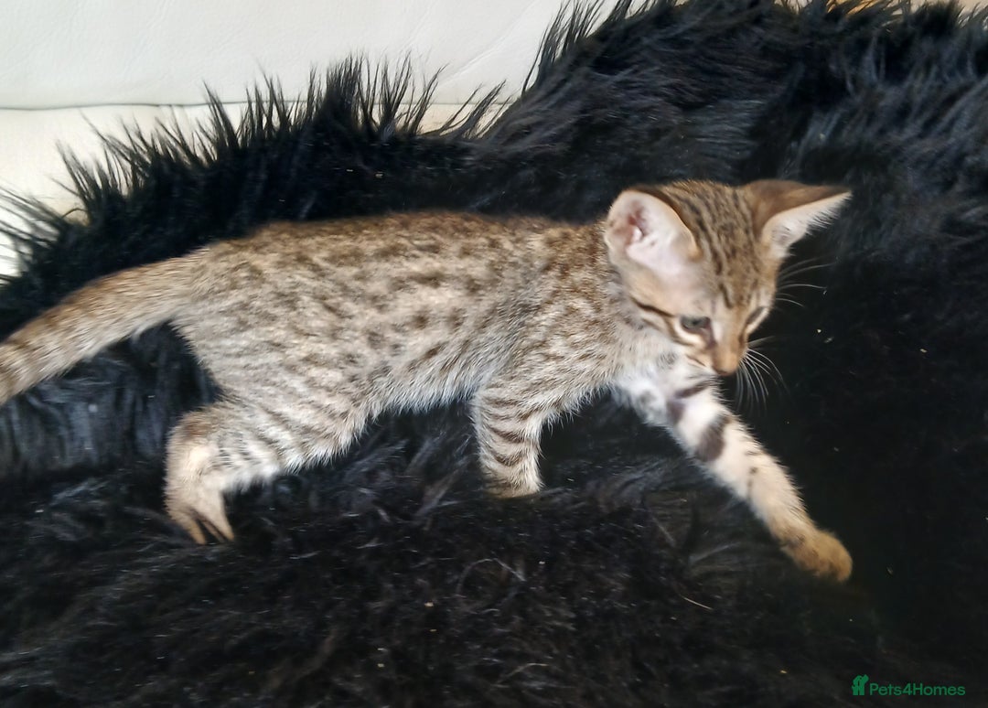 Savannah cats for sale: Stunning  Savannahs - Image 16