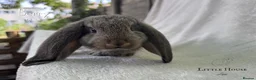 French Lop rabbits for sale: Quality Showline French Lop Bunnies - Advert 4