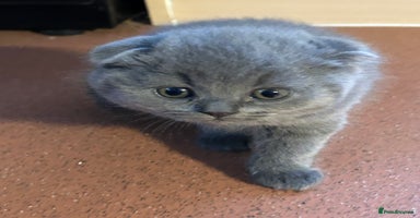 Scottish Fold cats Three Beautiful female Scottish Fold kittens  - Advert 1