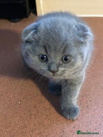 Scottish Fold cats Three Beautiful female Scottish Fold kittens - Advert 8