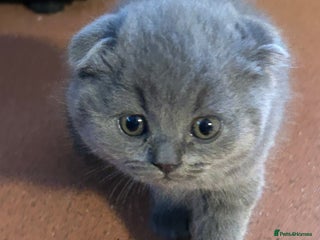 Scottish Fold cats Three Beautiful female Scottish Fold kittens - Advert 8