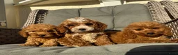 Cockapoo dogs for sale: F1 pra clear Cockapoos (council licensed) - Advert 16