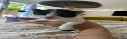 Mixed Breed cats for sale: Gorgeous kittens in Malvern in Malvern - Advert 12
