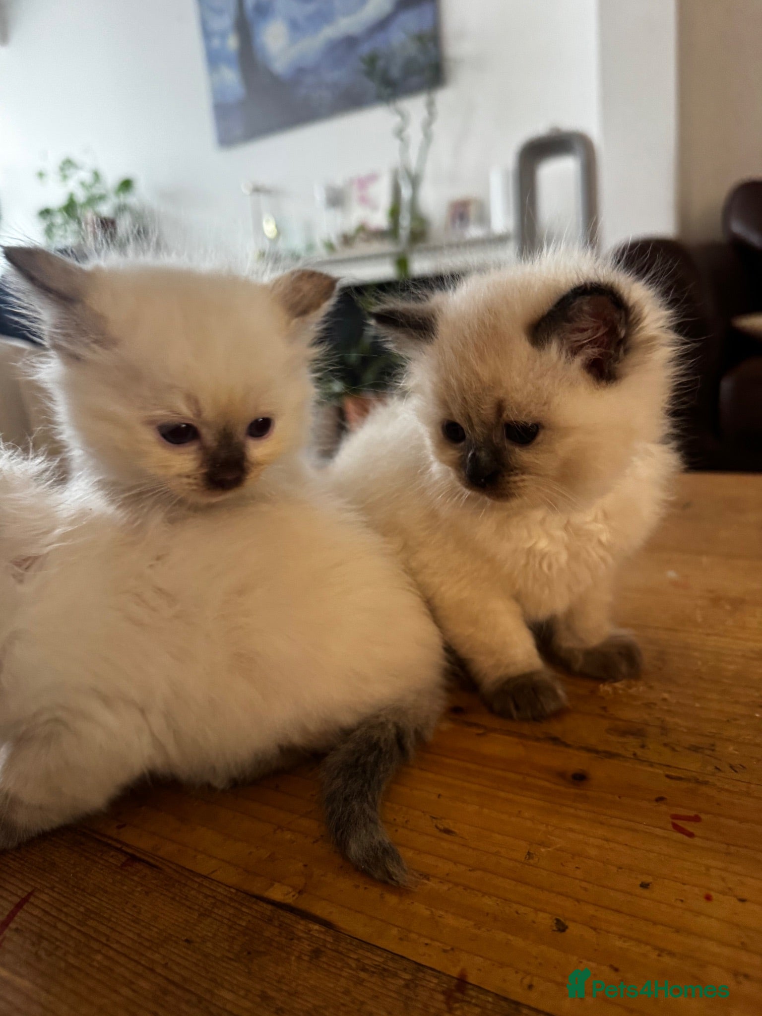 Ragdoll cats Beautiful Ragdoll Kittens Flame Point & tortie - Advert 10