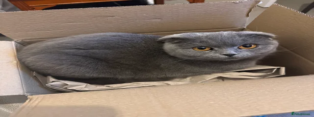 Kisa
