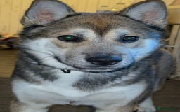 Huskita dogs for sale: Huskita Male For Sale - Image 2