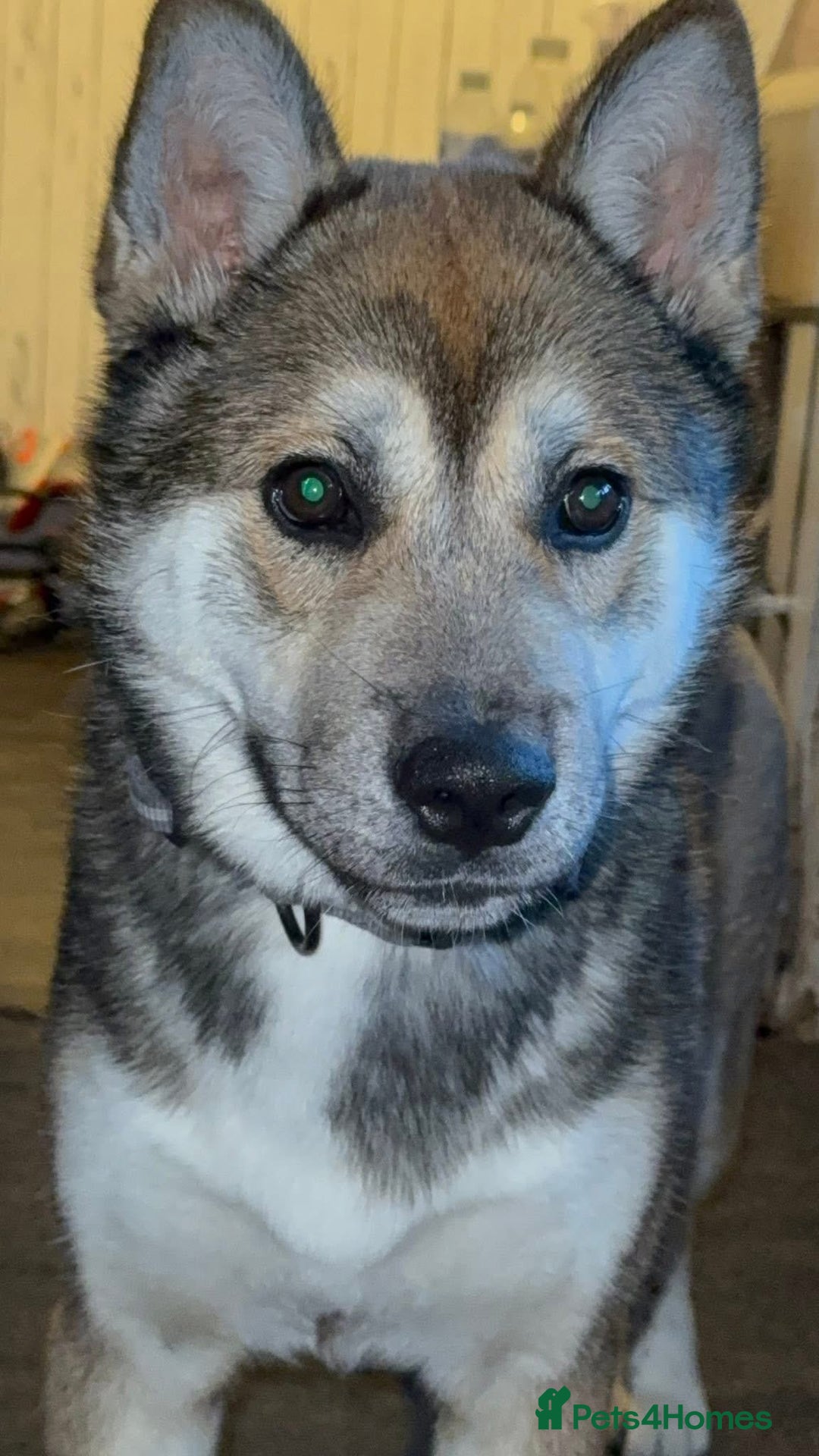 Huskita dogs for sale: Huskita Male For Sale - Image 2