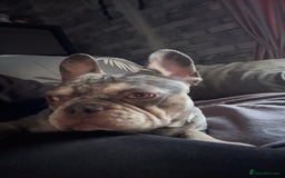 French Bulldog dogs for sale: 🌸Tri Merle Girl French Bulldog🩷 - Image 10