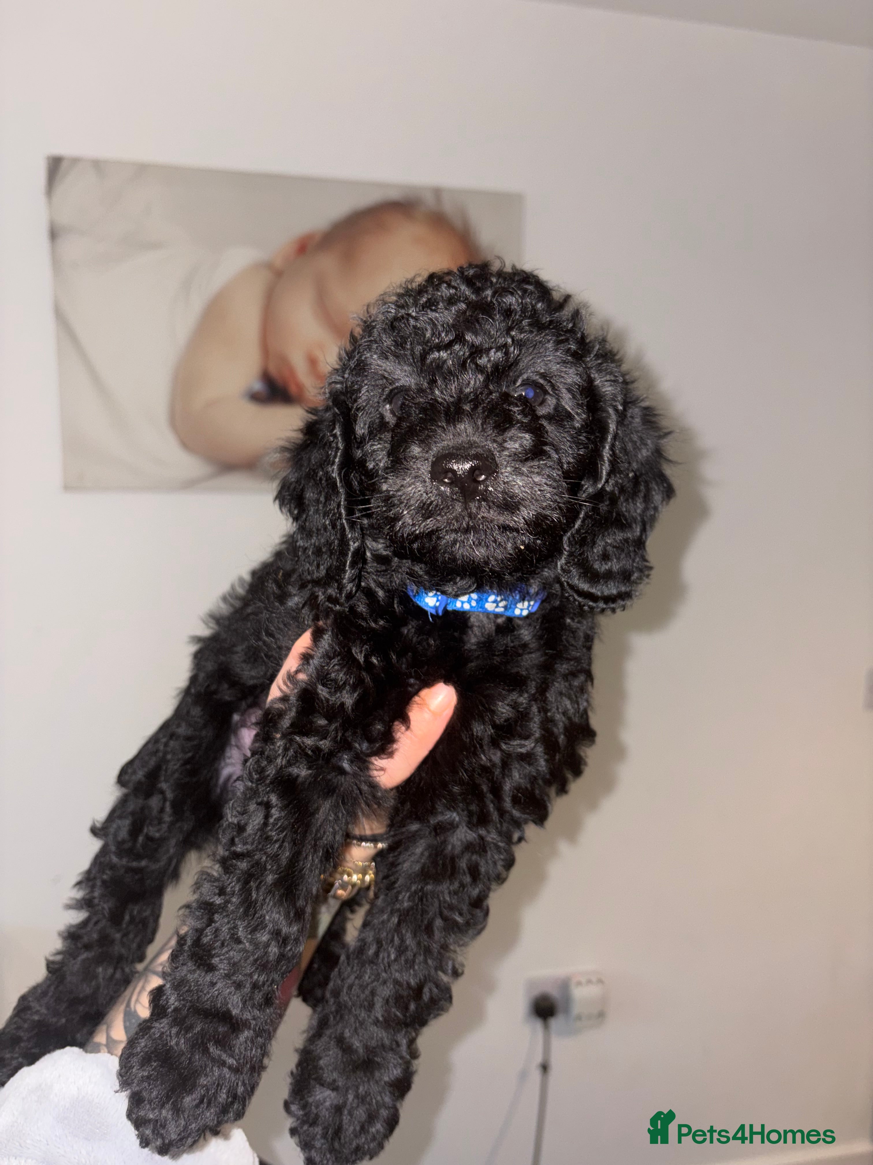 Labradoodle dogs 5* F1B Miniature Labradoodles 3 left!  - Advert 8