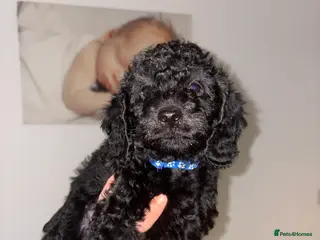 Labradoodle dogs 5* F1B Miniature Labradoodles 3 left! - Advert 8